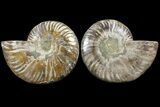 Bargain, Agatized Ammonite Fossil - Madagascar #111528-1